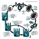 Coccidia life cycle illustration