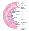 Intestinal lumen illustration